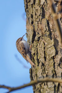 Tree creeper, Certhia familiaris, tree trunk Tree creeper, Certhia familiaris, tree trunk